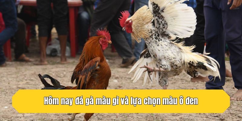 Hôm nay đá gà màu gì và lựa chọn màu ô đen