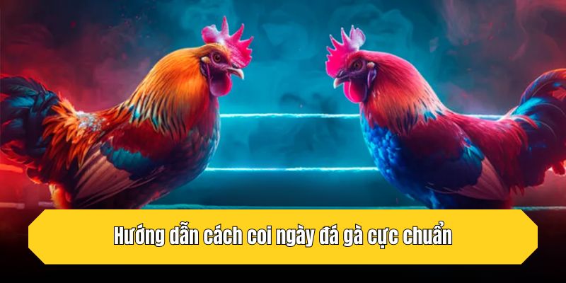 Hướng dẫn cách coi ngày đá gà cực chuẩn