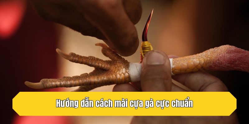Hướng dẫn cách mài cựa gà cực chuẩn