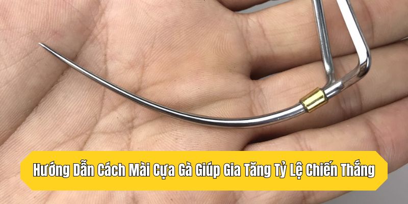 Hướng Dẫn Cách Mài Cựa Gà Giúp Gia Tăng Tỷ Lệ Chiến Thắng