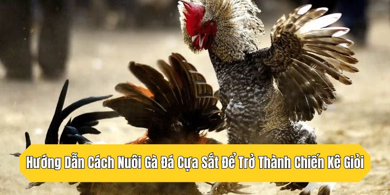 Hướng Dẫn Cách Nuôi Gà Đá Cựa Sắt Để Trở Thành Chiến Kê Giỏi