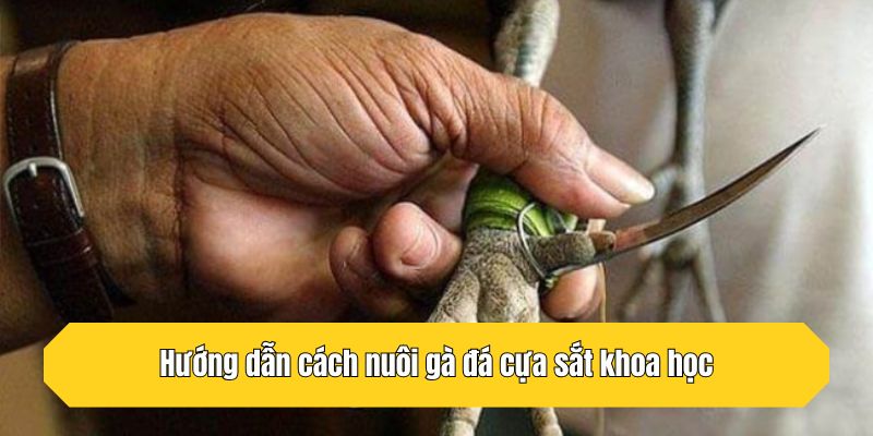 Hướng dẫn cách nuôi gà đá cựa sắt khoa học