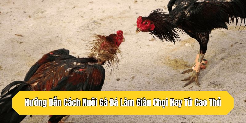 Hướng Dẫn Cách Nuôi Gà Đá Làm Giàu, Chọi Hay Từ Cao Thủ