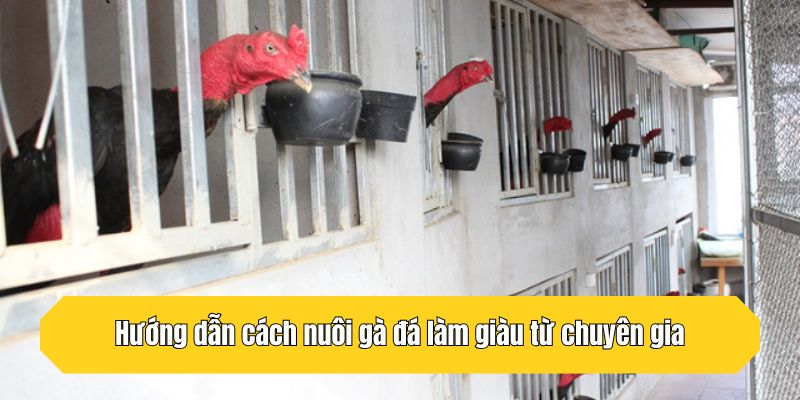 Hướng dẫn cách nuôi gà đá làm giàu từ chuyên gia