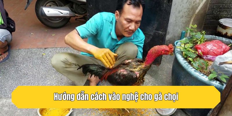 Hướng dẫn cách vào nghệ cho gà chọi