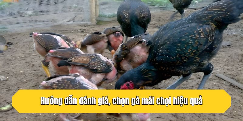 Hướng dẫn đánh giá, lựa gà mái chọi hiệu quả