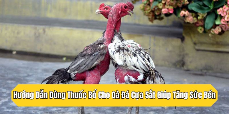 Hướng Dẫn Dùng Thuốc Bổ Cho Gà Đá Cựa Sắt Giúp Tăng Sức Bền