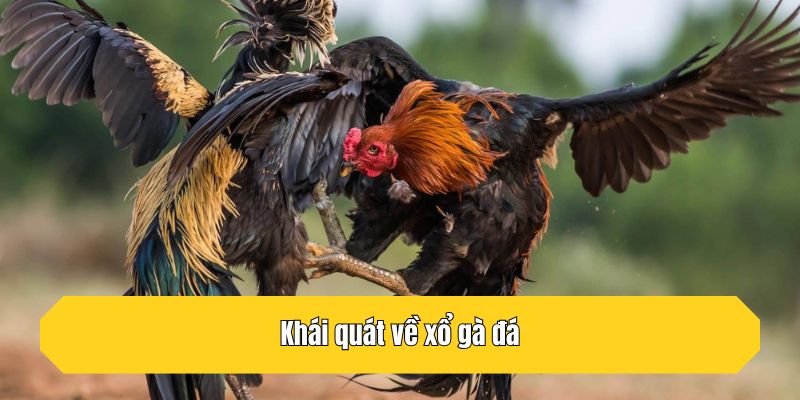 Khái quát về xổ gà đá