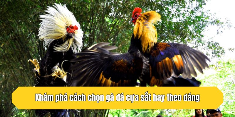 Khám phá cách chọn gà đá cựa sắt hay theo dáng
