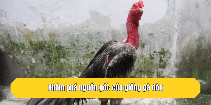 Khám phá nguồn gốc của giống gà đòn