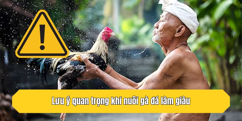 Lưu ý quan trọng khi nuôi gà đá làm giàu