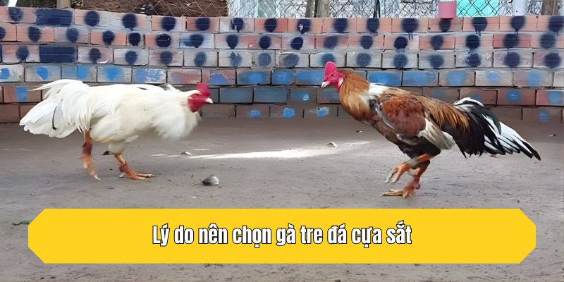 Lý do nên chọn gà tre đá cựa sắt