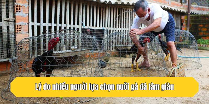 Lý do nhiều người lựa chọn nuôi gà đá làm giàu