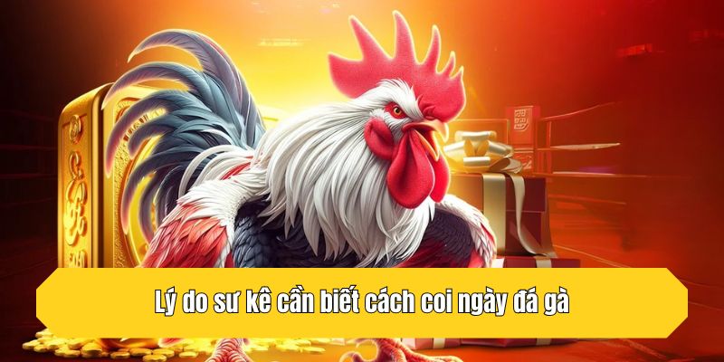 Lý do sư kê cần biết cách coi ngày đá gà