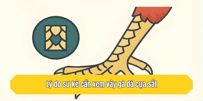 Lý do sư kê cần xem vảy gà đá cựa sắt