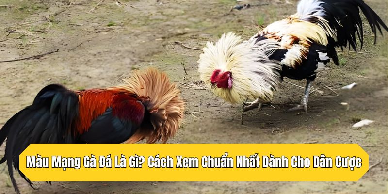 Màu Mạng Gà Đá Là Gì? Cách Xem Chuẩn Nhất Dành Cho Dân Cược