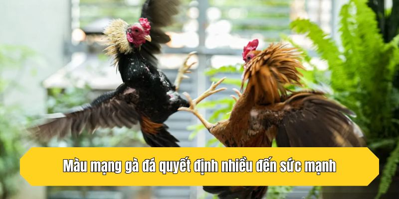 Màu mạng gà đá quyết định nhiều đến sức mạnh