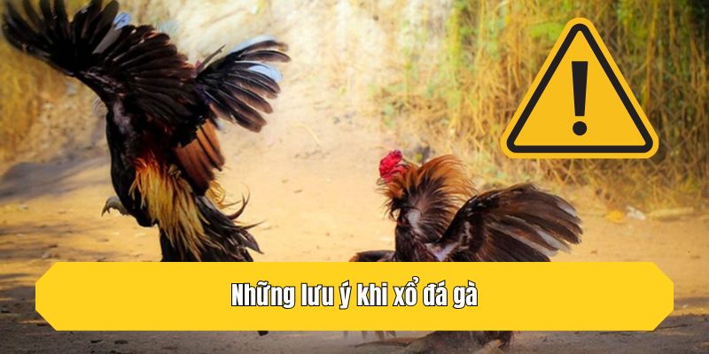Những lưu ý khi xổ đá gà