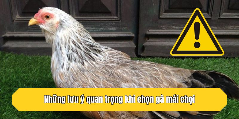 Những lưu ý quan trọng khi lựa gà mái chọi
