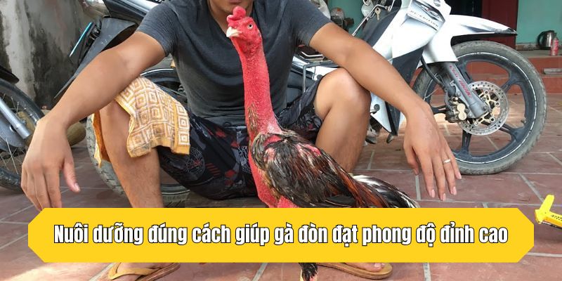 Nuôi dưỡng đúng cách giúp gà đòn đạt phong độ đỉnh cao