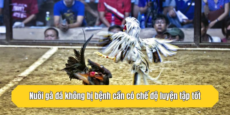 Nuôi gà đá không bị bệnh cần có chế độ luyện tập tốt