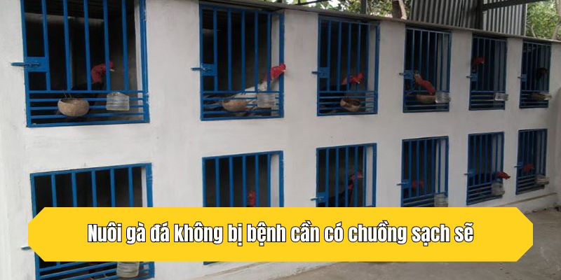 Nuôi gà đá không bị bệnh cần có chuồng sạch sẽ