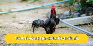 Nuôi Gà Đá Không Bị Bệnh - Hướng Dẫn Chi Tiết Nhất