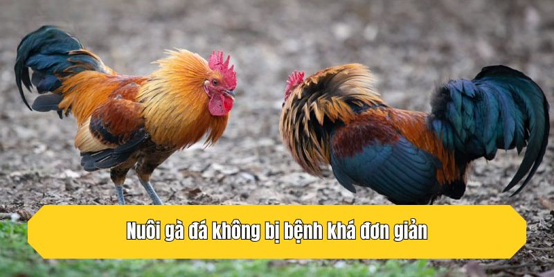 Nuôi gà đá không bị bệnh khá đơn giản