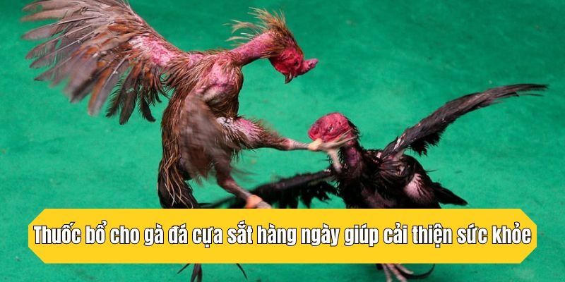 Thuốc bổ cho gà đá cựa sắt hàng ngày giúp cải thiện sức khỏe