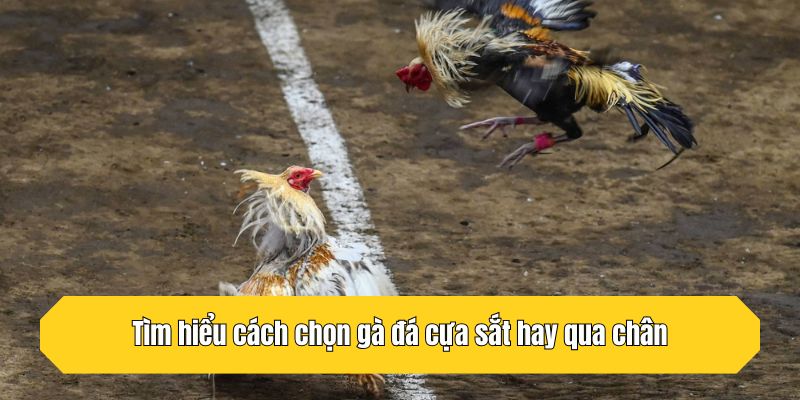 Tìm hiểu cách chọn gà đá cựa sắt hay qua chân