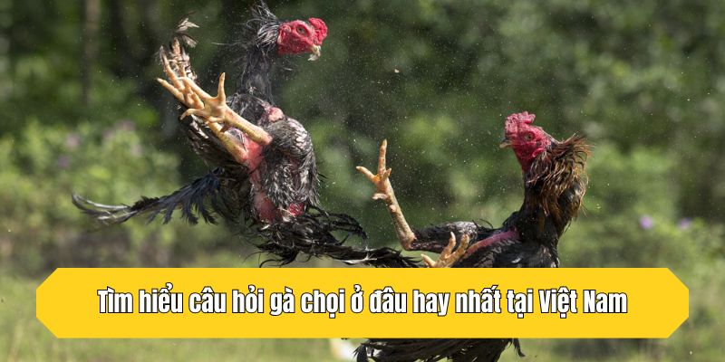 Tìm hiểu câu hỏi gà chọi ở đâu hay nhất tại Việt Nam