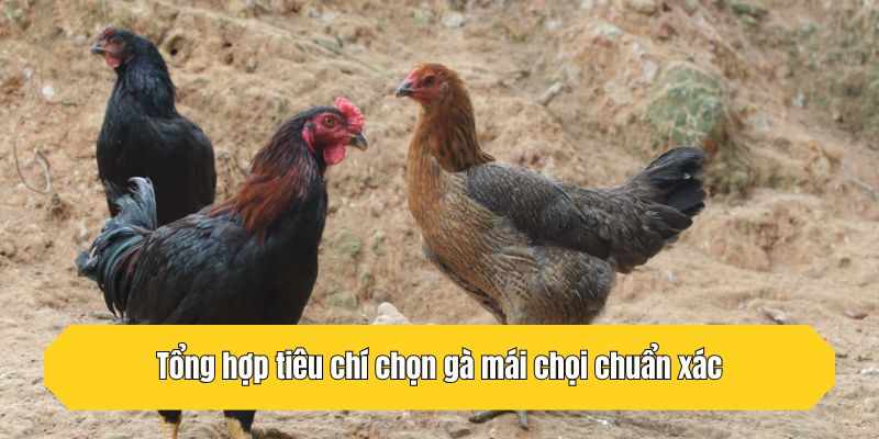Tổng hợp tiêu chí chọn gà mái chọi chuẩn xác