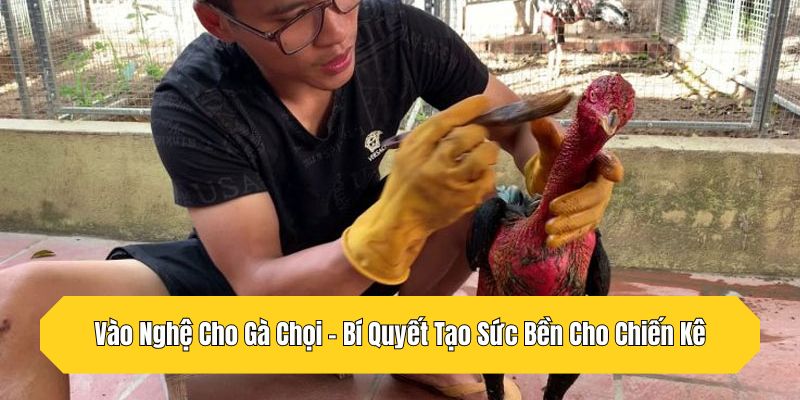Vào Nghệ Cho Gà Chọi - Bí Quyết Tạo Sức Bền Cho Chiến Kê