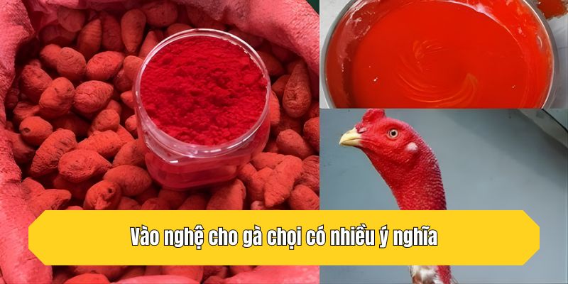 Vào nghệ cho gà chọi có nhiều ý nghĩa