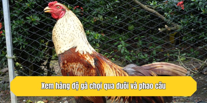Xem hàng độ gà chọi qua đuôi và phao câu