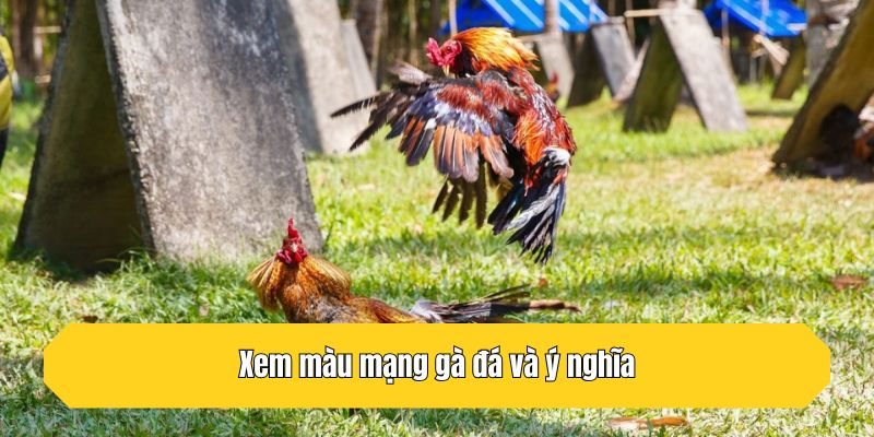 Xem màu mạng gà đá và ý nghĩa