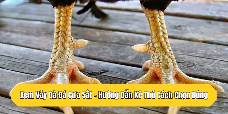 Xem Vảy Gà Đá Cựa Sắt - Hướng Dẫn Kê Thủ Cách Chọn Đúng